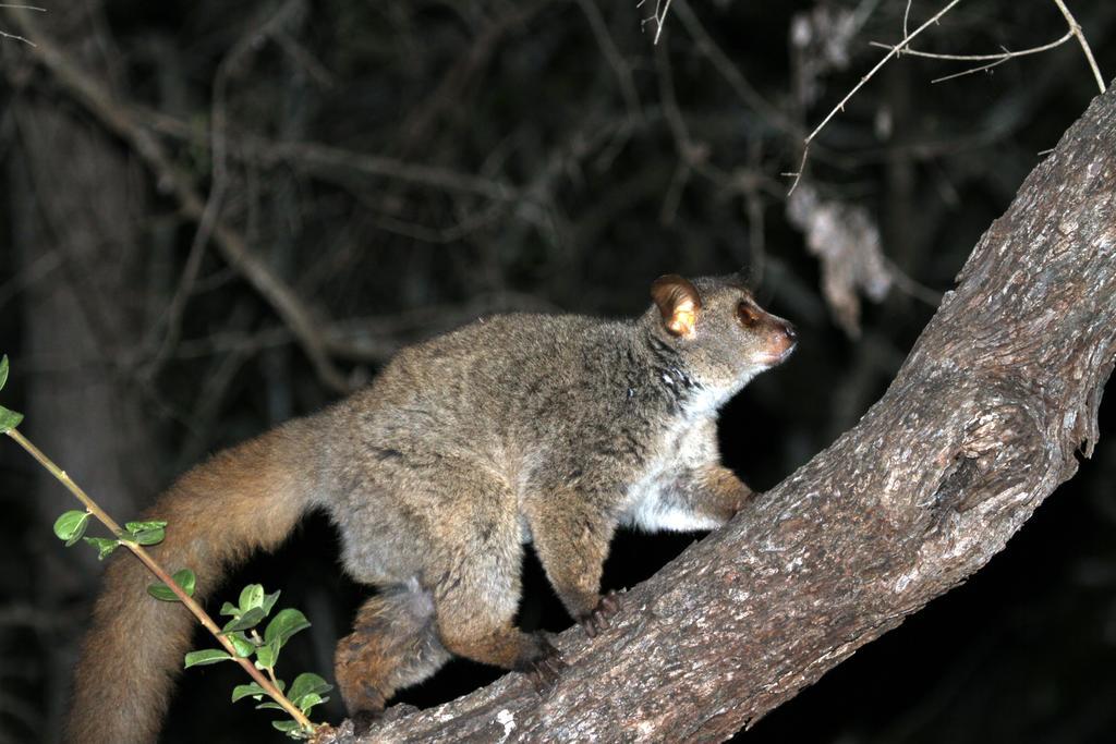 Treetops Marloth Park Exterior foto